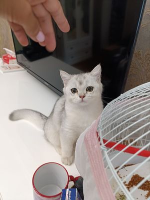 Серебристая шиншила