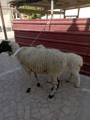 Ona bola qoʻy sotiladi
