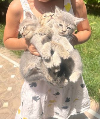 Котята скоттиш страйт