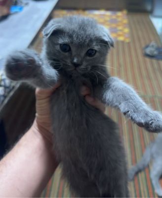 Британский котик фолд