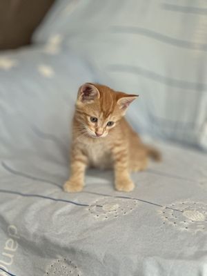 Котёнок мальчик добрым людям