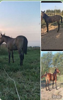 От боласи той сотилади.