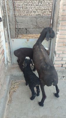 Ona bola qòy sotiladi