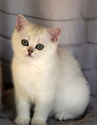 Котенок девочка шотландка