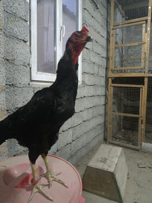 Карис макиеон 1.5йил бартир кур товука