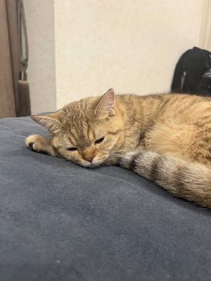 Продается кот 1 год