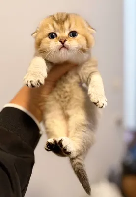 Чистокровные шотландские котята золотой окрас