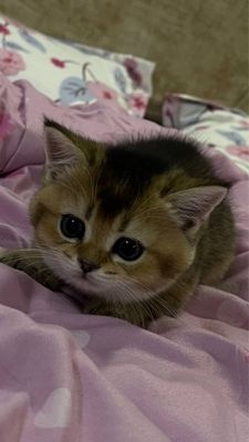 Продаются породистые очень красивые котята