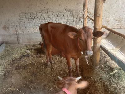 Mol sotiladi qiz bola