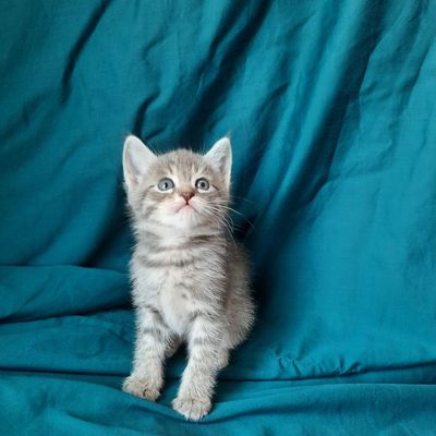Котята, папа британец мама алтайская голубоглазая