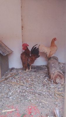 Серама петушок и курочка