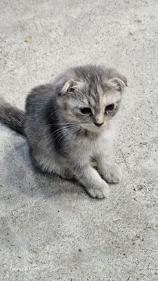 Продаются котята. Породистые.