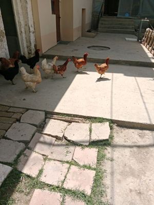 Хуруз товуклар бор