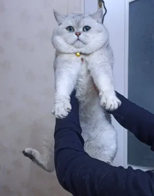 Вязка кошка Nasl olish uchun mushuk