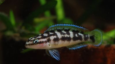 Tanganika cixlid!!! Yulidaxromis transkriptus