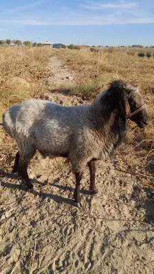 Hisori qo'chqor 88 kg vaznli