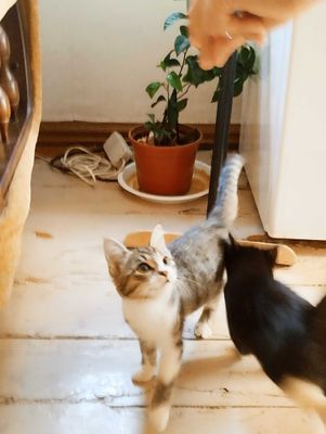 Нежнейшая кошечка тигрового окраса,с пушистой шерсткой в любящую семью