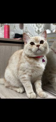 Scottish Strayt кошка