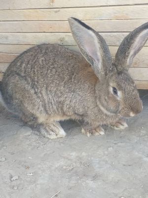 Quyon katta flendr (flimish giant)zoti 3 kg goshti bor 4 oylik hali