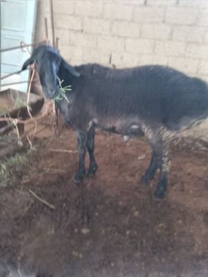 Кучкор сотилади.