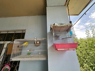 Срочно продаются волнистые попугаи с клетками