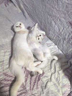 Котенок шотландский скоттиш фолд