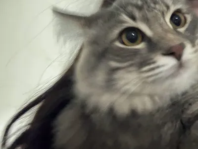 Зотдор мушу сотилади 1,5йош