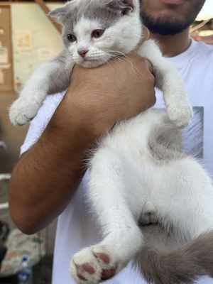 Scottish-fold кошичка