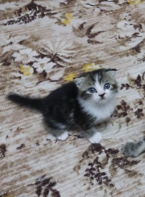 Котята скоттиш фолд и скоттиш страйт