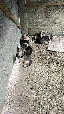 Собака отдам даром