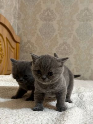 Продаются котята
