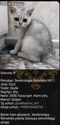 Serebristaya Shinshilla NS11