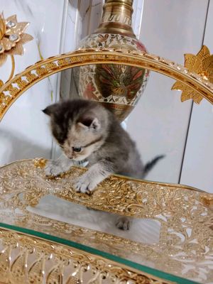 Британский шиншилла