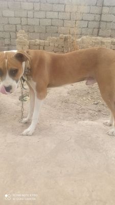 srochna sotiladi narhi 1 milyon