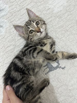Домашние котята