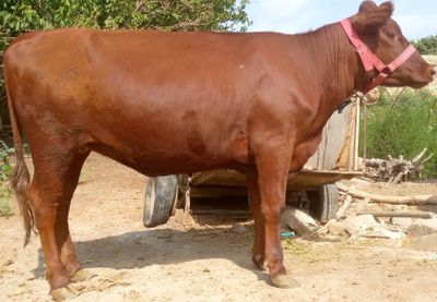 Angus paroda kal semiz gʻunojin sotiladi mol qilishgayam boʻladi