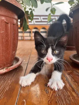 Кошки, отдам в добрые руки