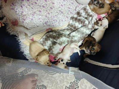 Продаются щенки чихуахуа