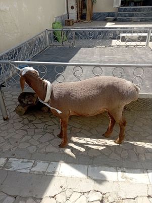 Moda qoʻy sotiladi
