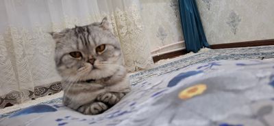Продаётся породистый кот.