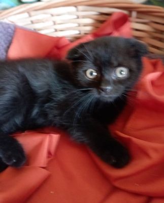 Котёнок вислоухий мальчик 2 мес.