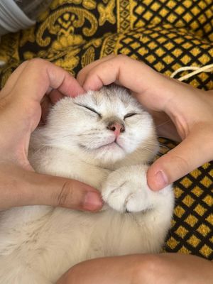 Mushukcha