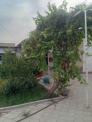 Срочно ховли сотилади Мира куча
