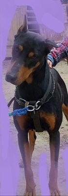 Doberman pradam sabaki