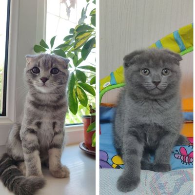 Котята скоттиш фолд