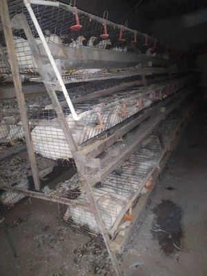 Товук катак сотилади сони 4000 та