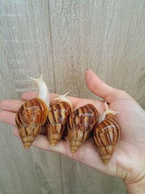 Ахатина фуликал албинос