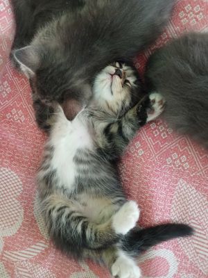 Отдаём котяток в заботливые руки