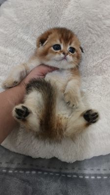 Котёнок скоттиш-фолд элитный