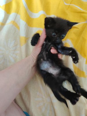 Бесплатно котенок
